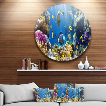 Fish in Coral Reef - Animal Photography Circle Metal Wall Decor